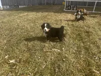 AKC Ian, a male Bernese Mountain Dog for sale in Athens, WI – Photo 7 of 10