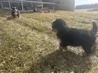AKC Ian, a male Bernese Mountain Dog for sale in Athens, WI – Photo 5 of 10