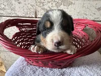 AKC Ian, a male Bernese Mountain Dog for sale in Athens, WI – Photo 10 of 10
