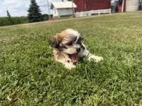 Browny, a male Bichon Frise and Shih Tzu for sale in Athens, WI – 4 of 10