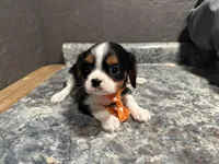 Leslee , a male Cavalier King Charles Spaniel for sale in Athens, WI – Photo 10 of 10