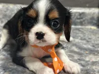Leslee , a male Cavalier King Charles Spaniel for sale in Athens, WI – Photo 9 of 10