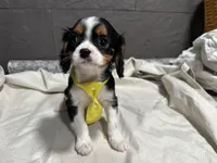Leslee , a male Cavalier King Charles Spaniel for sale in Athens, WI – Photo 7 of 10