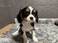 Leslee , a male Cavalier King Charles Spaniel for sale in Athens, WI – Photo 5 of 10