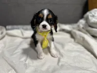 Leslee , a male Cavalier King Charles Spaniel for sale in Athens, WI – Photo 1 of 10