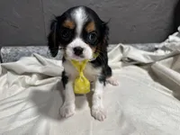 Leslee , a male Cavalier King Charles Spaniel for sale in Athens, WI – Photo 3 of 10