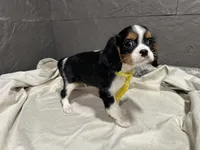 Leslee , a male Cavalier King Charles Spaniel for sale in Athens, WI – Photo 8 of 10