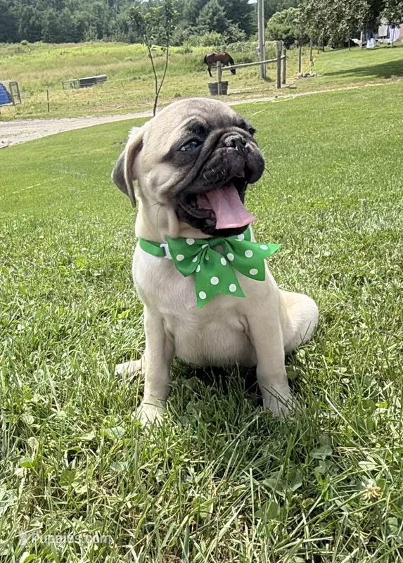 AKC AIDEN – Pug puppy for sale in Athens, WI