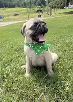 AKC AIDEN, a male Pug for sale in Athens, WI – 1 of 10