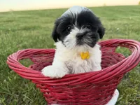 Danny, a male Bichon Frise and Shih Tzu for sale in Athens, WI – 4 of 10