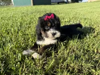 Trixie, a female Bernedoodle for sale in Athens, WI – 9 of 10