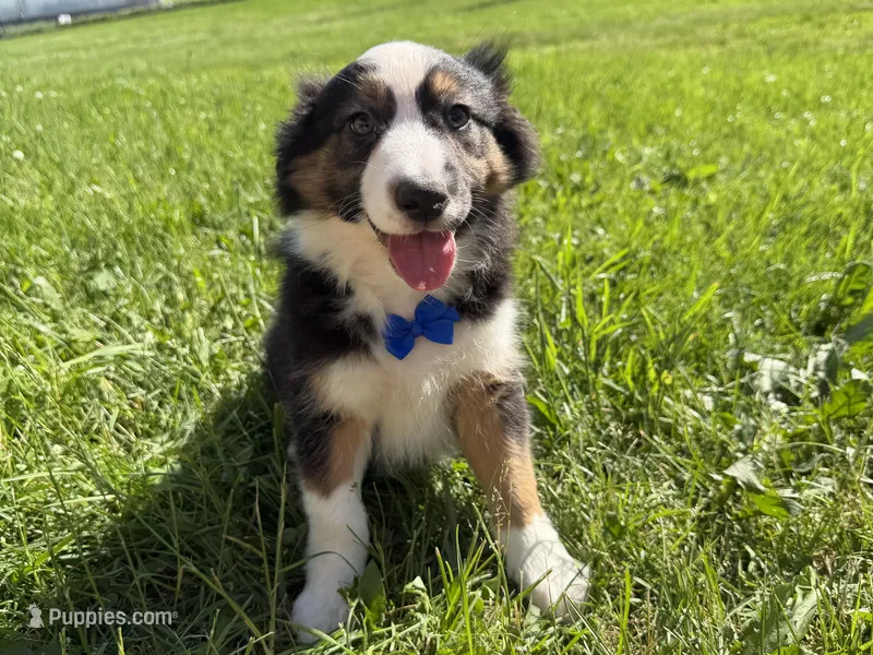 Zander – Australian Shepherd, Border Collie puppy for sale in Athens, WI
