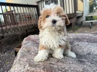 Sierra, a female Poodle - Toy  and Morkie for sale in Athens, WI – 3 of 10