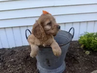 Carlee, a female Cockapoo for sale in Athens, WI – 5 of 10