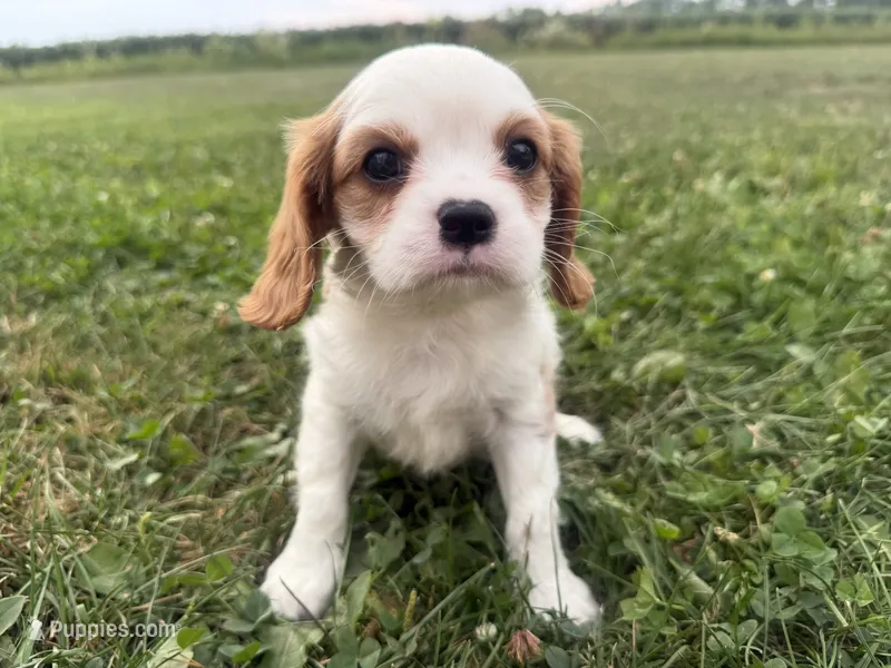 AKC Baxter – Cavalier King Charles Spaniel puppy for sale in Athens, WI