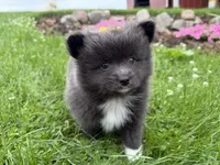 Harlee , a female Pomeranian for sale in Athens, WI – 5 of 10
