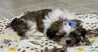 Firecracker, a female Shih Tzu for sale in Athens, WI – 2 of 10