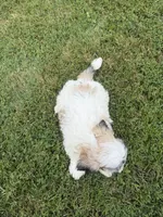 Whitey, a male Bichon Frise and Shih Tzu for sale in Athens, WI – 8 of 10