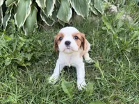 AKC Beatrice, a female Cavalier King Charles Spaniel for sale in Athens, WI – 5 of 10