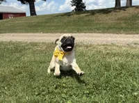 AKC ALLEN , a male Pug for sale in Athens, WI – 5 of 10