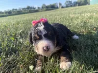 Sable, a female Bernedoodle for sale in Athens, WI – 9 of 10