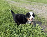 Gill, a male Bernese Mountain Dog for sale in Athens, WI – 4 of 10