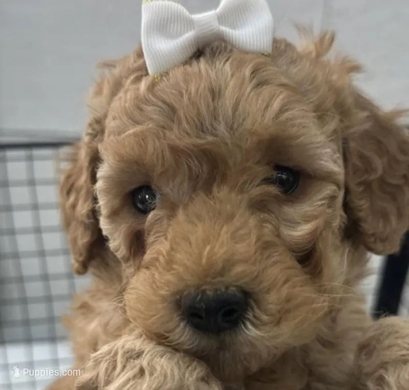 Poppy – Miniature Goldendoodle puppy for sale in Athens, WI