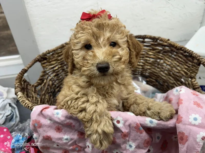 Poppy – Miniature Goldendoodle puppy for sale in Athens, WI
