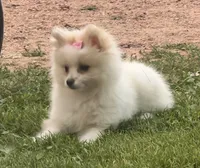 Opal, a  Maltese and Pomeranian for sale in Athens, WI – 3 of 10