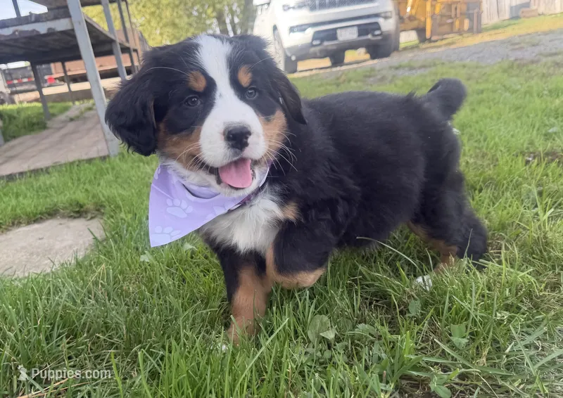 AKC Violet – Bernese Mountain Dog puppy for sale in Athens, WI