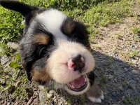 Georgia, a female Bernese Mountain Dog for sale in Athens, WI – 8 of 10