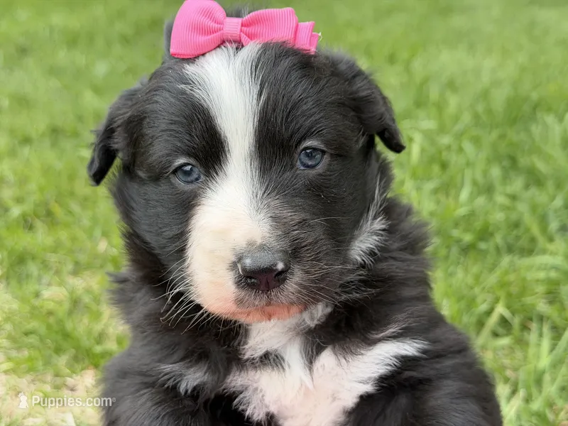 Zada – Australian Shepherd, Border Collie puppy for sale in Athens, WI