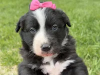 Zada, a female Australian Shepherd and Border Collie for sale in Athens, WI – 1 of 10