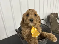 Drake, a male Cavapoo for sale in Athens, WI – Photo 7 of 10