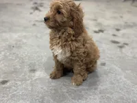 Drake, a male Cavapoo for sale in Athens, WI – Photo 3 of 10