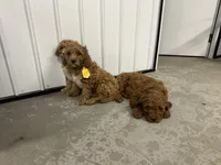 Drake, a male Cavapoo for sale in Athens, WI – Photo 10 of 10