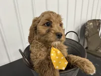 Drake, a male Cavapoo for sale in Athens, WI – Photo 4 of 10