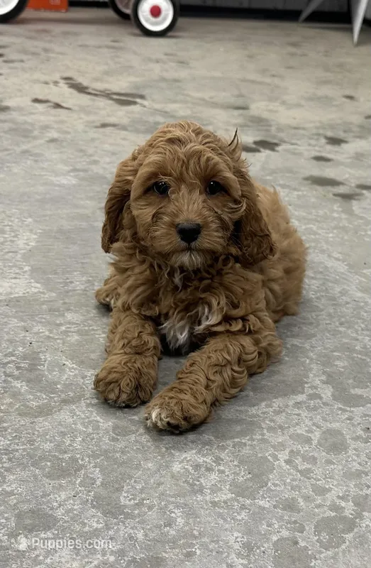 Drake – Cavapoo puppy for sale in Athens, WI