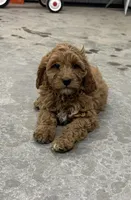 Drake, a male Cavapoo for sale in Athens, WI – Photo 1 of 10