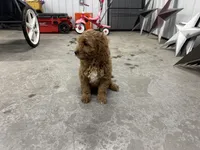 Drake, a male Cavapoo for sale in Athens, WI – Photo 6 of 10