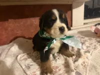 AKC Vance, a male Bernese Mountain Dog for sale in Athens, WI – 9 of 10