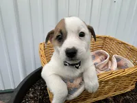Paul, a male American Eskimo and Jack Russell Terrier for sale in Athens, WI – 2 of 6