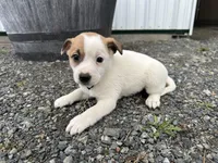 Paul, a male American Eskimo and Jack Russell Terrier for sale in Athens, WI – 5 of 6