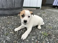 Paul, a male American Eskimo and Jack Russell Terrier for sale in Athens, WI – 4 of 6