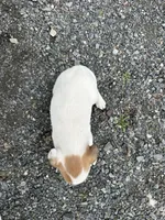 Paul, a male American Eskimo and Jack Russell Terrier for sale in Athens, WI – 6 of 6
