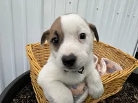 Paul, a male American Eskimo and Jack Russell Terrier for sale in Athens, WI – 3 of 6
