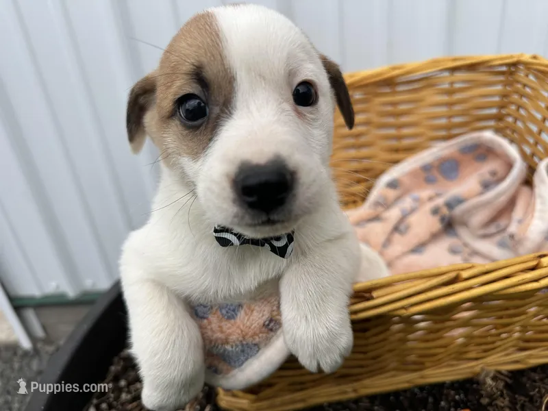 Paul – American Eskimo, Jack Russell Terrier puppy for sale in Athens, WI