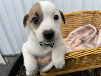 Paul, a male American Eskimo and Jack Russell Terrier for sale in Athens, WI – 1 of 6