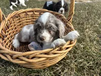 AKC Shania, a female Cocker Spaniel for sale in Athens, WI – Photo 6 of 10