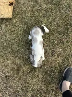 AKC Shania, a female Cocker Spaniel for sale in Athens, WI – Photo 10 of 10